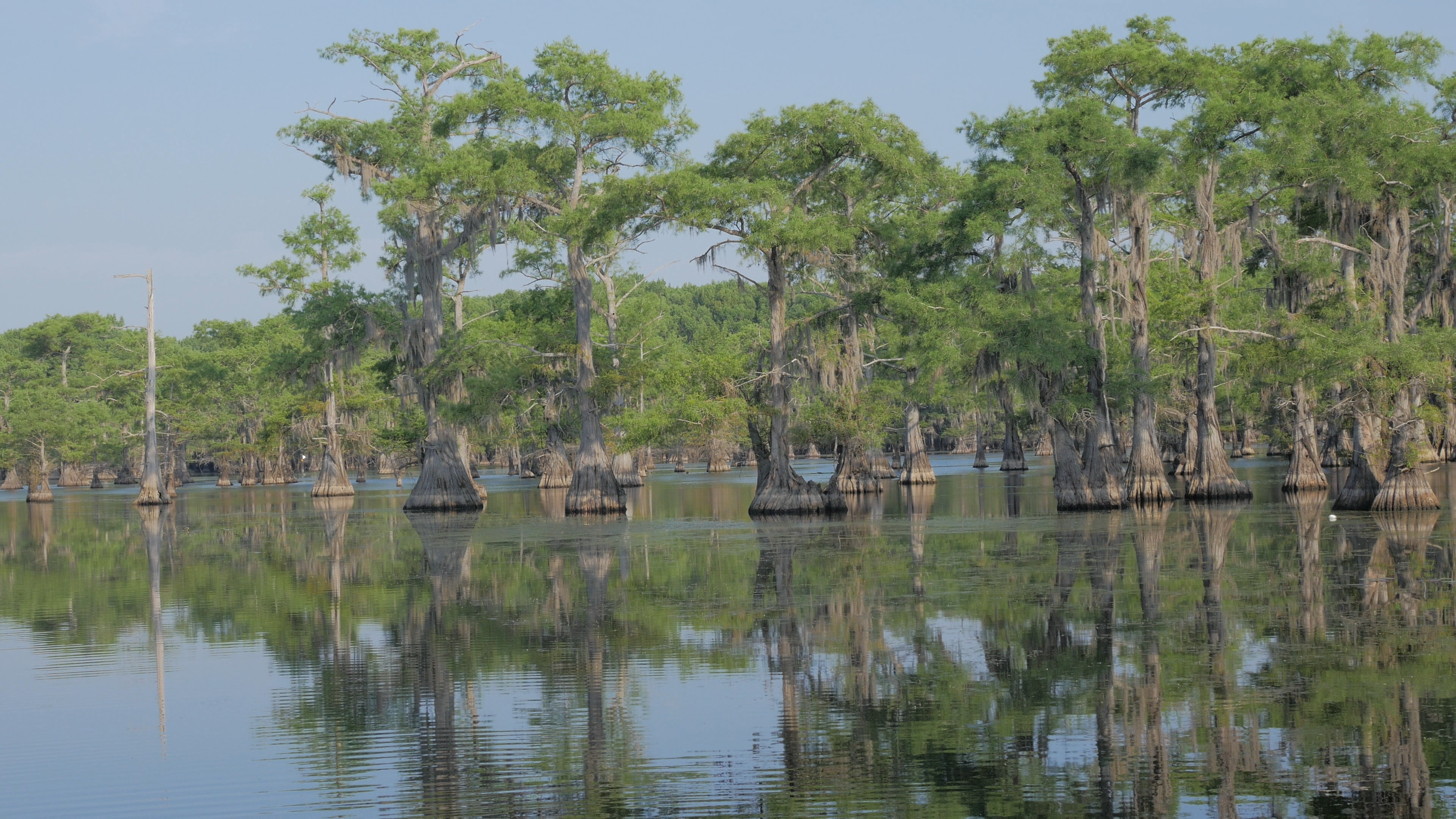 Cypress Trees on Caddo Lake