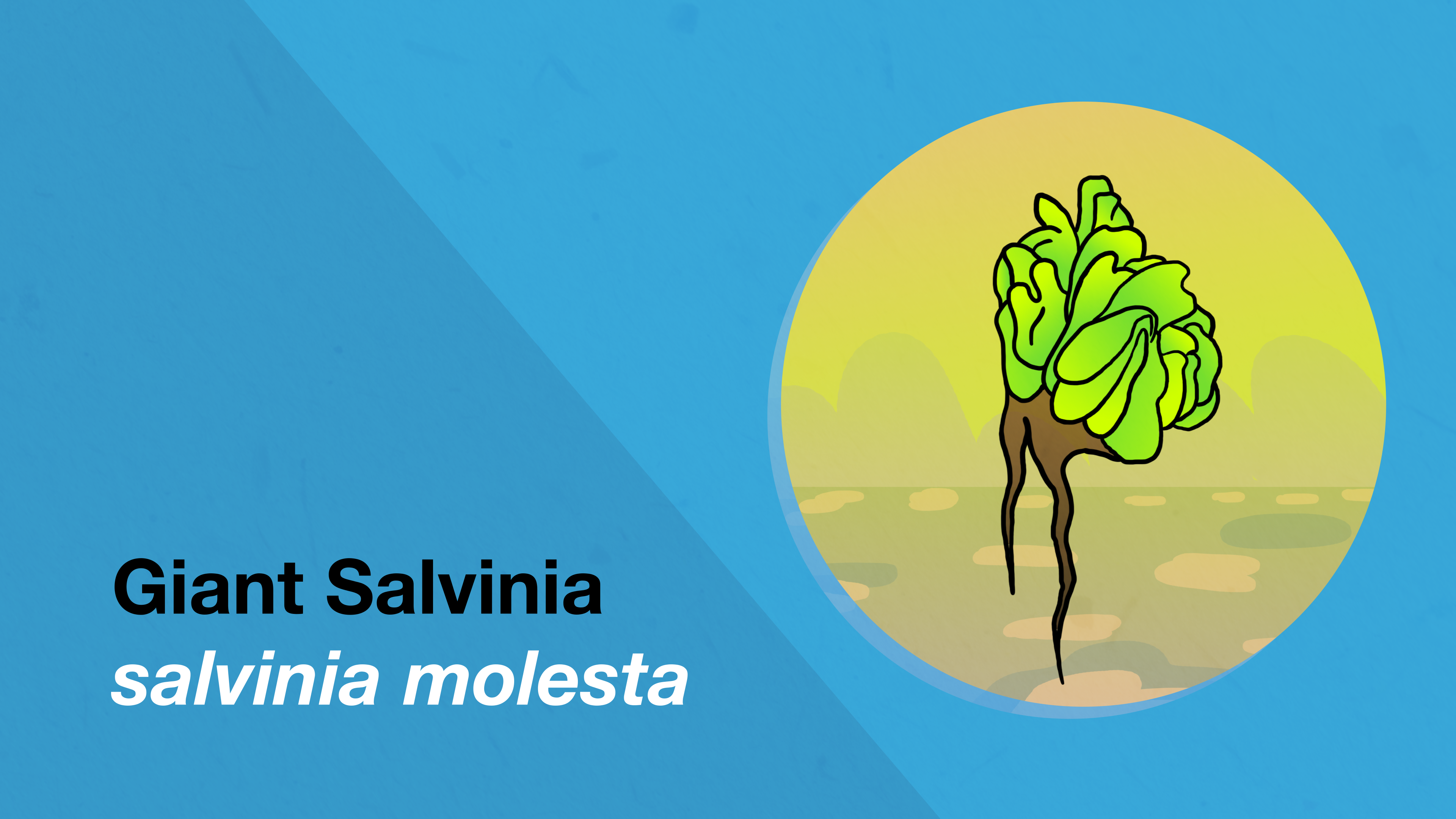 Giant Salvinia