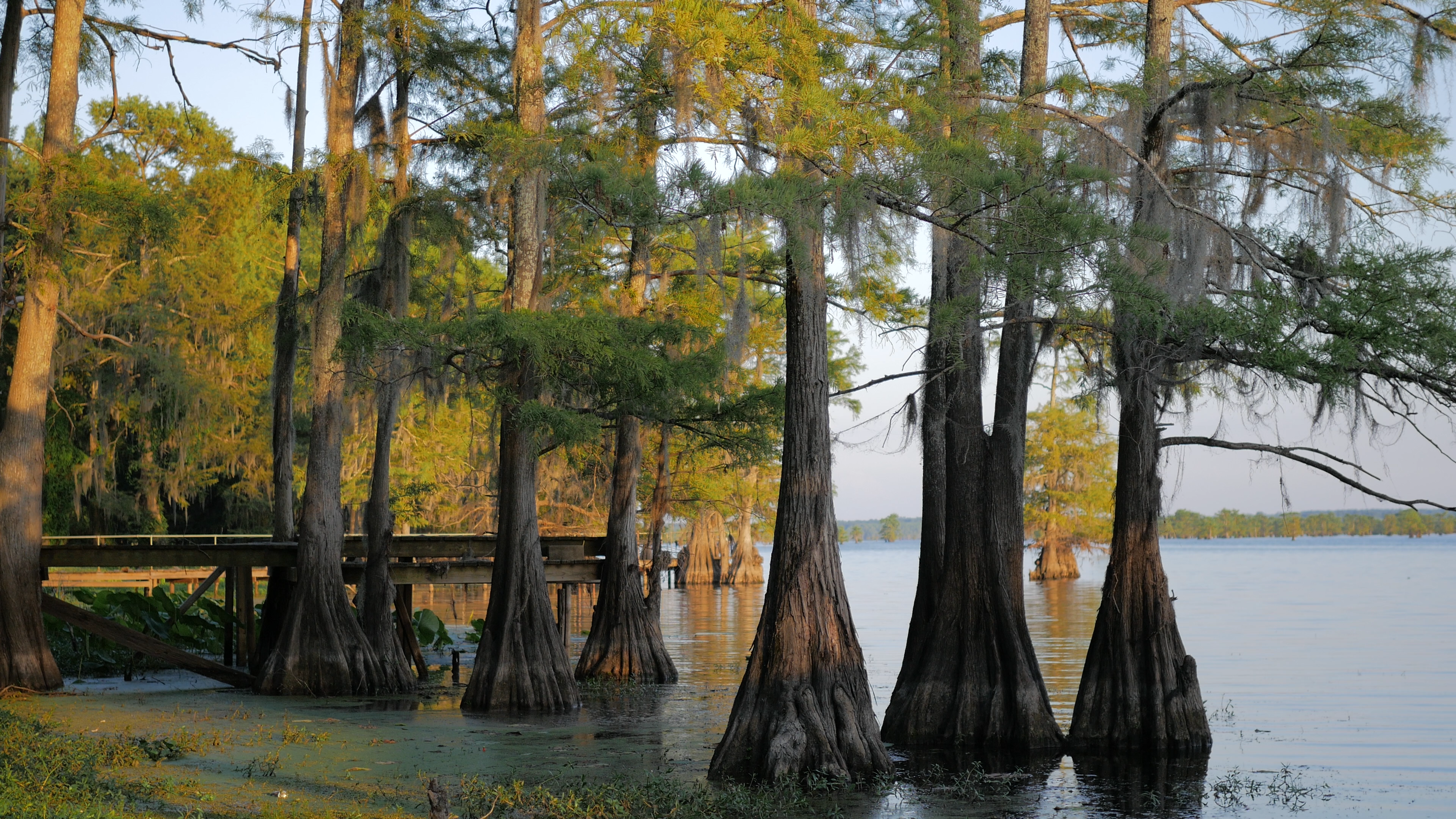 Caddo Lake Sunset
